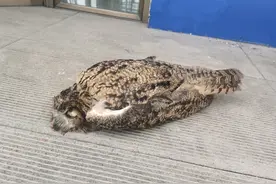 猫头鹰翅膀骨折，民警请来兽医帮缝合图片