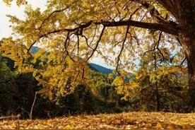 明天十月十六，你知道是什么日子吗？老祖宗的谚语怎么说图片