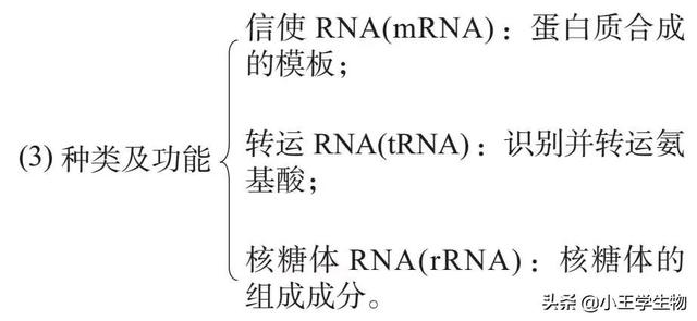高中生物易错题NO.17基因的表达