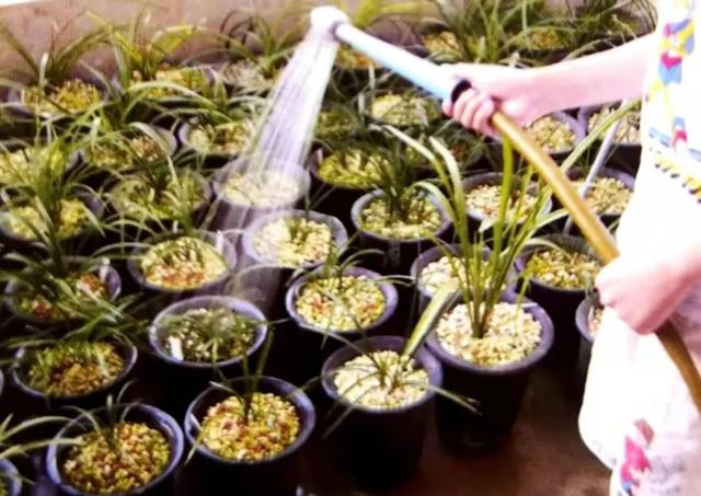 养兰自来水不能直接用，3招配制兰花喜欢“喝”的水