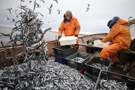 昔日世界第一渔港，如何沦落到死水一片，禁渔数十年仍无鱼可捕？图片