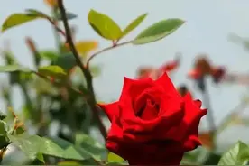 玫瑰的诗词分享图片