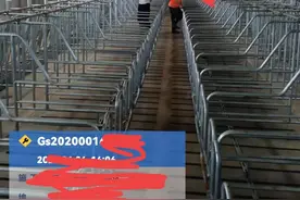 我所知道的养猪事业的秘密图片