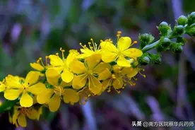 草名龙芽、药名仙鹤：上补肺肝脾，中能消积，下止泻痢，还能止血图片