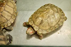 研究解答：为啥乌龟不爱运动长寿，生命到底是在于运动还是静养？图片