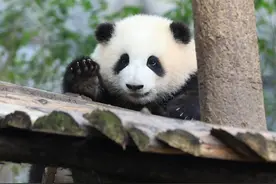 属于熊猫界的三月，请对不文明行为say no！图片