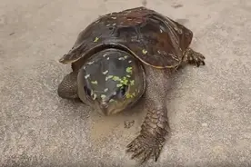 北京一男子捡到乌龟，养了七年才发现异常，记者：这龟怎么这么大图片