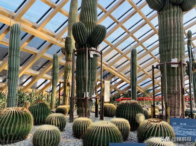 独具一格是什麽意思（15个别字开头的成语）