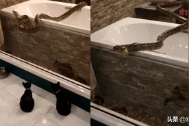 泰国3米巨蟒爬进民居吓坏主人…图片