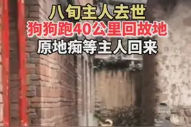 八旬老人去世以后，狗狗跑40公里回到老家：主人什么时候回来？图片