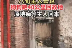 八旬老人去世以后，狗狗跑40公里回到老家：主人什么时候回来？图片