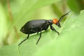 “鸡公虫”是什么？具体长啥样？它的克星是谁？图片