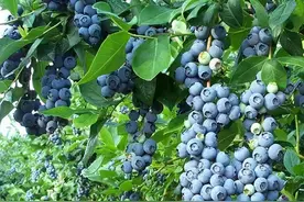 营养价值很高的蓝莓，在庭院和阳台养，都能枝头挂满蓝色小果子图片