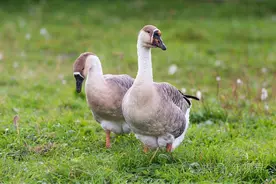 鹅突然站不起来 是什么原因导致的禽医刘帆谈图片