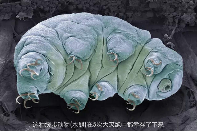 一文读懂地球历史上五次生物大灭绝的时间、规模和原因