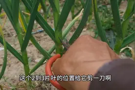 大蒜这样剪一刀，蒜头能长半斤多？是好技术，还是真忽悠？图片