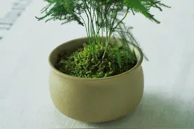 人人都养花，你知道家中养花草有哪些好处？图片