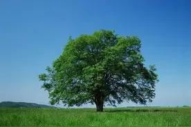 除草剂灭大树好轻松：效果虽好但也要用对方法图片