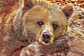 奇观！探索动物世界中的棕熊族群图片