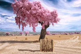 朋友圈很火的圣诞节祝福，简短暖心，节日快乐图片