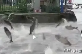 云南滇池鱼群暴躁“跳龙门”，是不是地震前兆？权威分析：缺氧图片