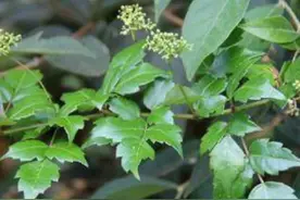 莓茶与显齿蛇葡萄图片