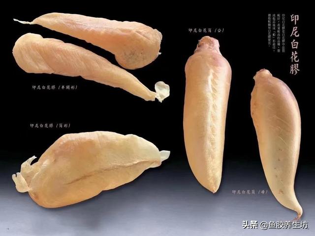 白花胶有什么功效与作用 白花胶有什么功效与作用图片