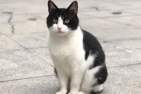 40多万粉丝网红偷猫虐猫，手段极其残忍，猫咪至死不屈！图片