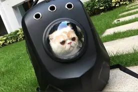 又双叒出事了！这种垃圾害死猫图片