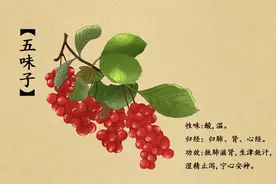 源自我国唐朝的补肾名方：五子衍宗丸！图片
