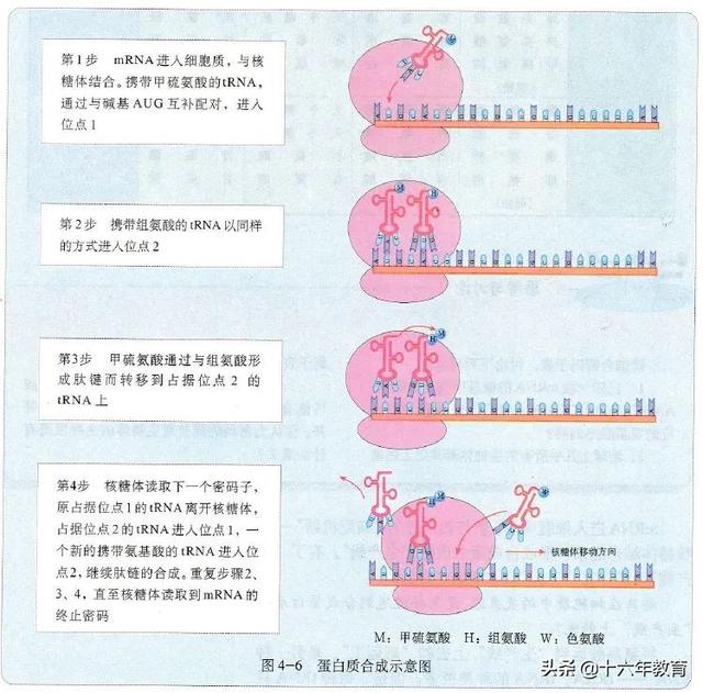 高中生物重要生化知识图解记忆（建议收藏）