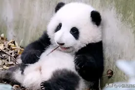 大熊猫带来的“萌”顶流图片