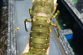 理论上来说，龙虾是可以永生的图片