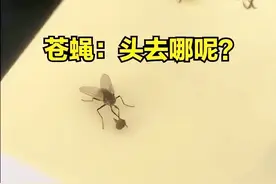 苍蝇“无意”把头搓下来把玩，它想干什么？无头为什么还能活？图片