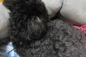 宠物医生，狗狗呕吐、不吃不喝怎么回事？图片