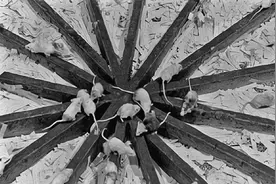 美国将8只白鼠放进“乐园”，繁衍1588天后，白鼠对交配失去兴趣图片