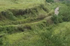 土地是农民的命根子！为啥现在出现大面积土地弃耕摞荒，怎么办？图片