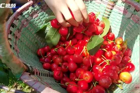 C视频丨四川汶川：车厘子进入成熟季 多管齐下助增收图片