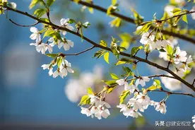 东京樱花来自中国吗？中国栽种樱花的历史已有两千余年图片