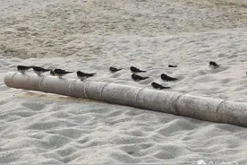 海南的家燕是留鸟图片