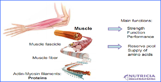 鏀摼姘ㄥ熀閰镐綔涓鸿€佸勾钀ュ吇鍏抽敭鍏辫瘑锛岀珶琚編涓撳鍚﹀畾锛熻惀鍏诲笀鏉ヨВ璇? onerror=