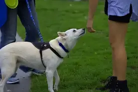 别误会了！狗子闻人类的“裤裆”，是因为这几点图片