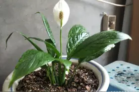 10种花，现在别换盆，小心一换就死图片