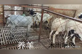 田间施用羊粪，对作物及土壤有什么好处？怎样使用肥效更高？图片