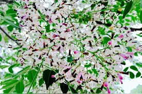 姜德长 | 苦楝不是树图片