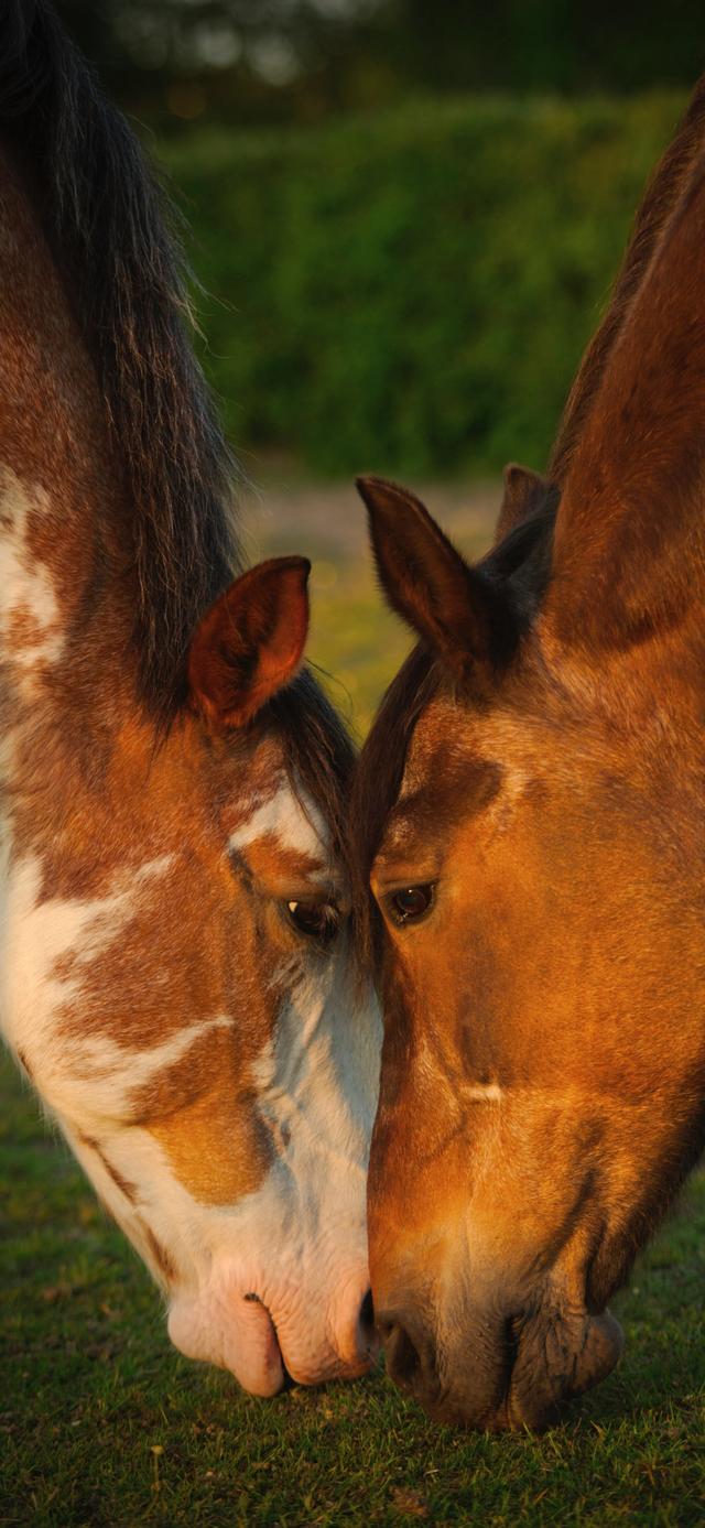 动画马的图片,壁纸|骏马|策马奔腾|马到功成 - 冷求网