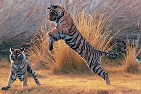 老虎引进非洲到底成功了没？对当地生态造成了什么影响？图片