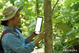 砍树要申请办理采伐许可证，砍果树呢？图片