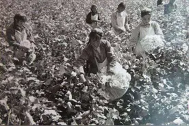 新疆棉花是怎么崛起的？70年前，美国发动棉花战争，中国做了什么图片