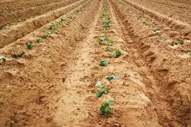 栽种红薯苗别大意，掌握4点移栽技巧！红薯缓苗快，薯块又大又多图片